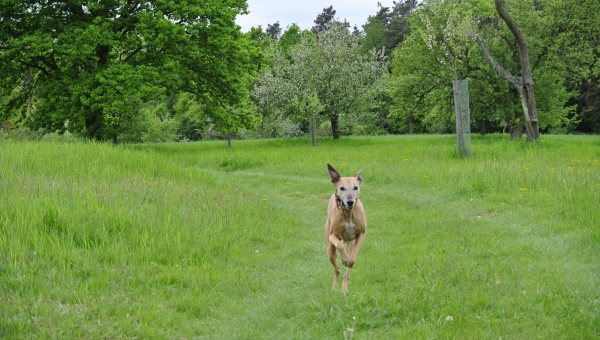 Whippet-Rüde: LEWIS