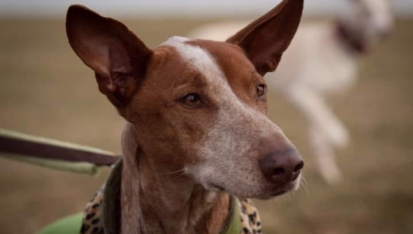 Podenco-Canario-Rüde: PORTO