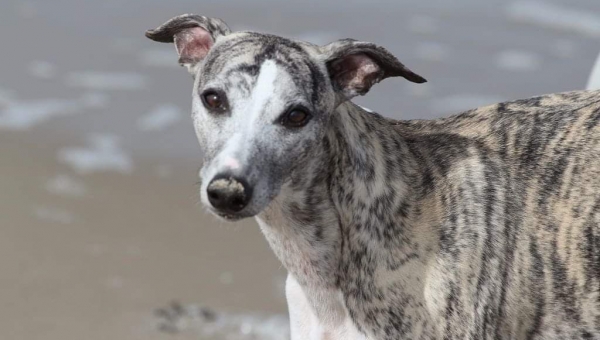 Whippet-Rüde: FRITZI