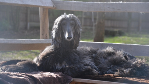 Dinosaurier gefunden