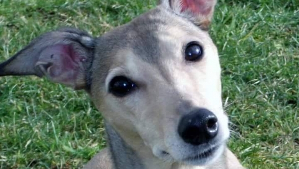 Whippet-Hündin: BIJOU