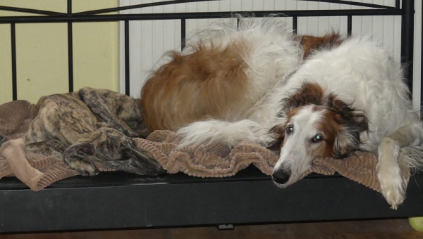 Echter Barsoi gefällig?