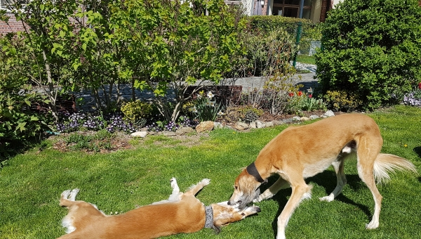  Salukis im Glück - Fortsetzung