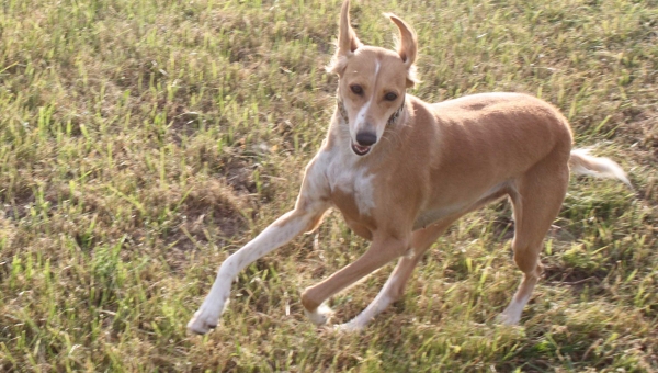 Saluki-Hündin: Shirin (ehemals Rita)