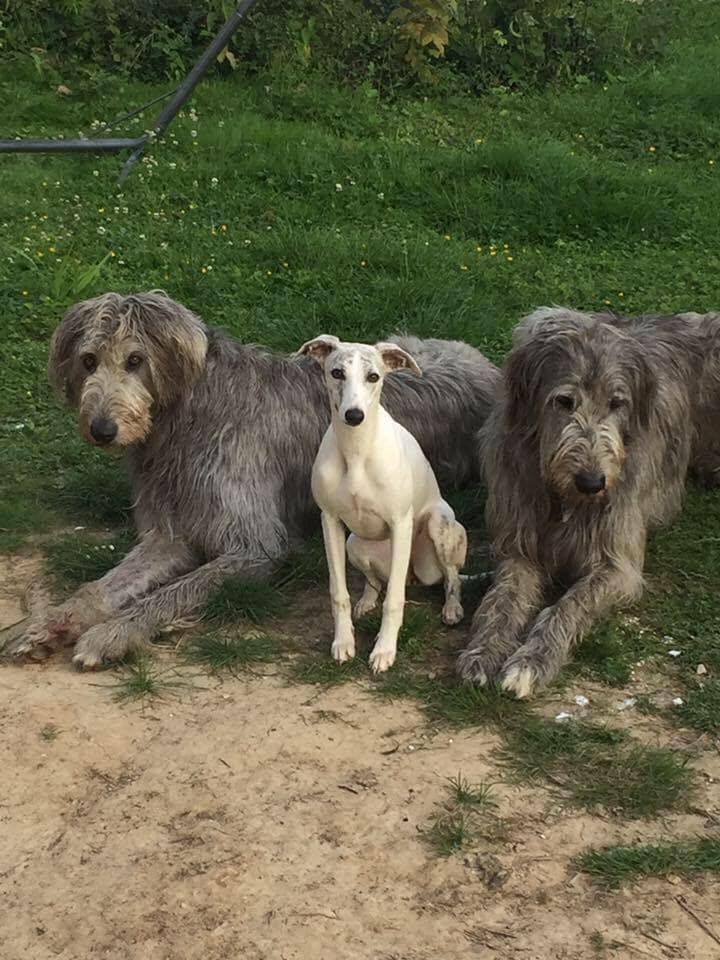 Irish-Wolfhound-Hündinnen: THELMA und LOUISE