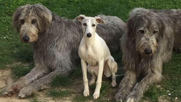 Irish-Wolfhound-Hündinnen: THELMA und LOUISE