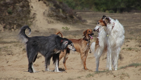 Kleines Grüßle von Amur