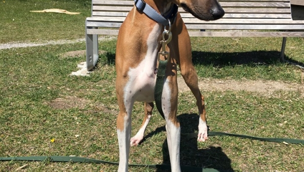 Wüstenkind sucht neues Zuhause