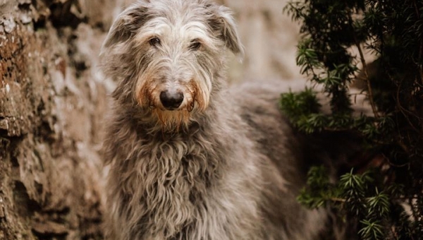 Deerhound-Hündin: FIONA