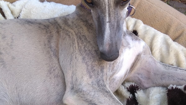 Sugar hat mal wieder Arbeit