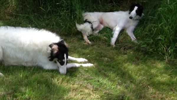 Unsere Barsoi-Mädels neu abgelichtet...