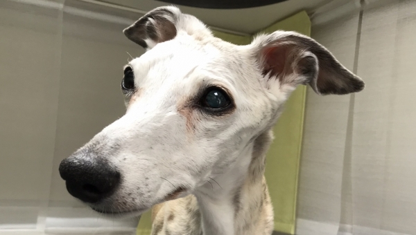Whippet-Rüde: Fili