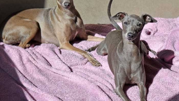 Jede Menge Windspiele