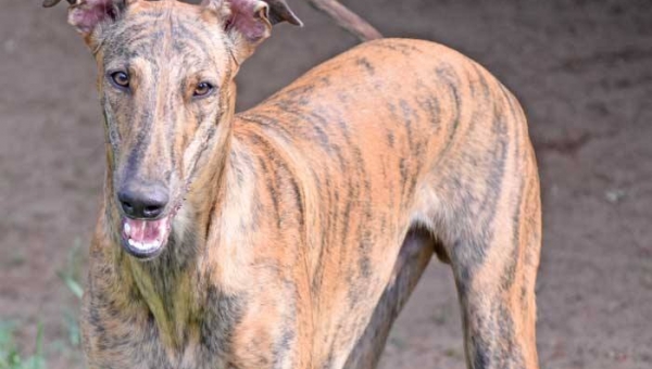 Und noch mehr Showgreys suchen ein Zuhause.