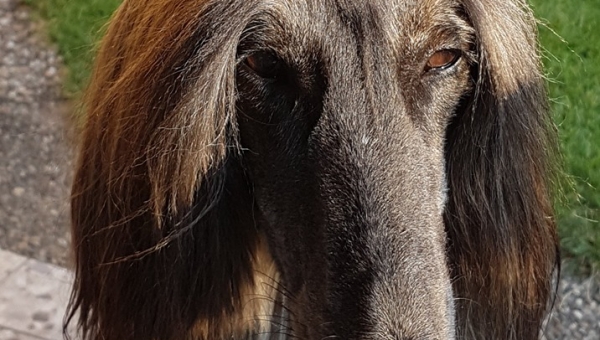 Frisch gebadete Betty lässt grüßen…