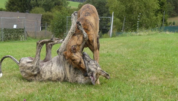Kumpels kann man nie genug haben...