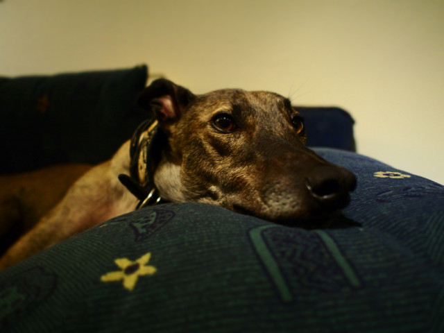Greyhound-Rüde: TERMO