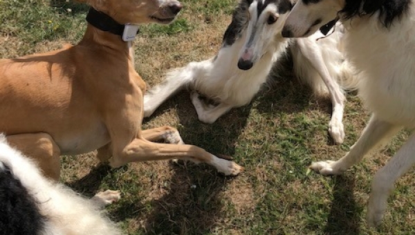 Barsois und noch viel mehr (Teil 1)