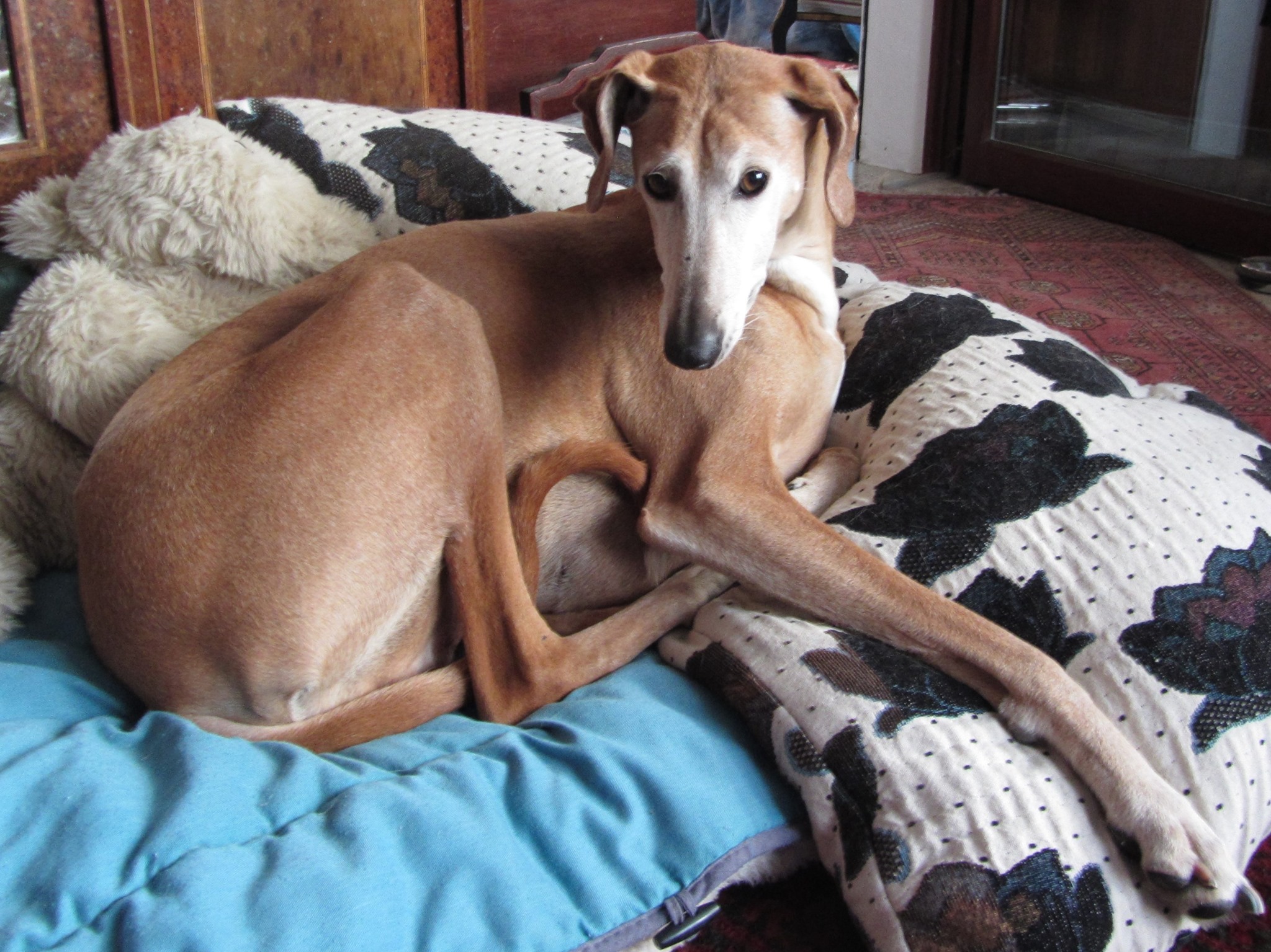 Ein Azawakh-Leben ging zu Ende