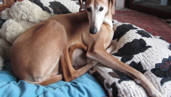 Ein Azawakh-Leben ging zu Ende