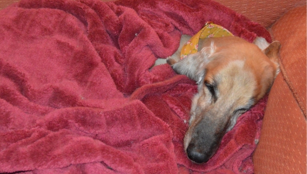 Neuigkeiten von den alten Äffchen