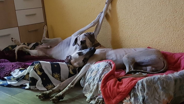 Richtig gute Freunde