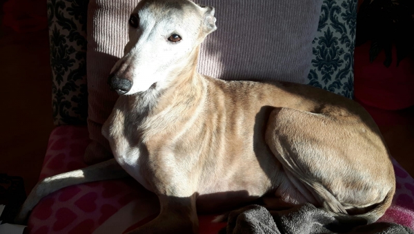 Whippet-Rüde: DONNY