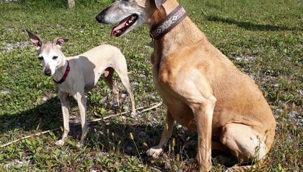 Afghanen-Whippet-Mix-Hündin: Pinin