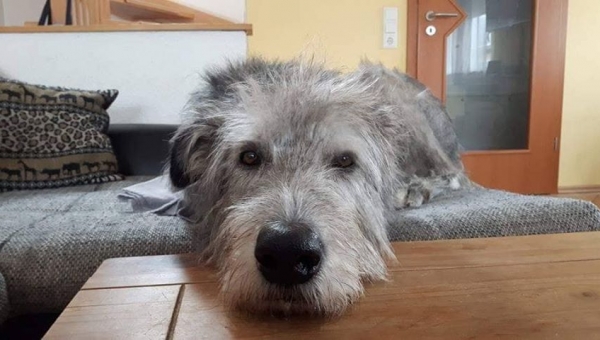 Irish-Wolfhound-Rüde: ARTUS