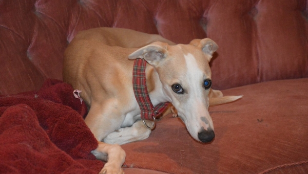 Whippets…wie Sand am Meer