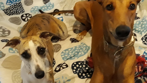 Unsere Show-Greys feierten...