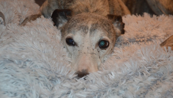 perfekter kleiner Joda 