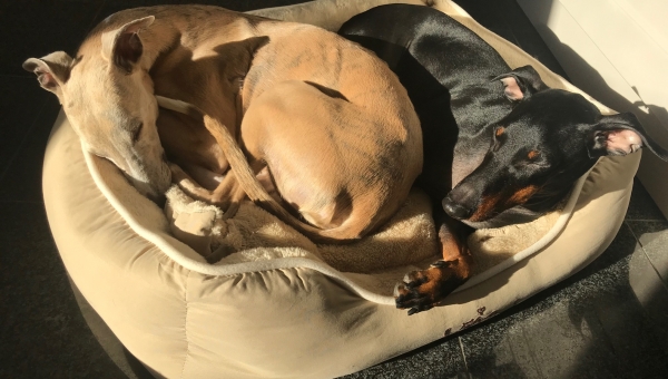 Emil glücklich, Benni reserviert