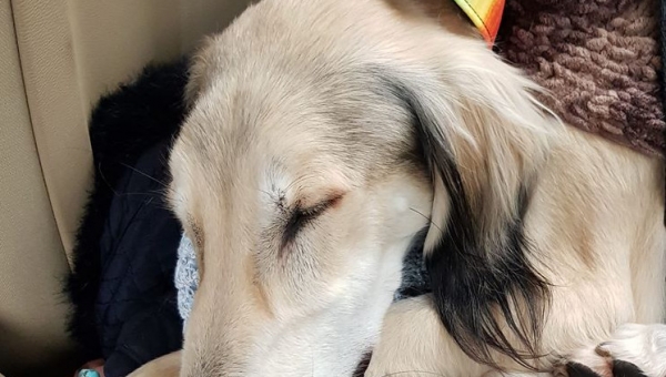 Lerry hat ein eigenes Zuhause