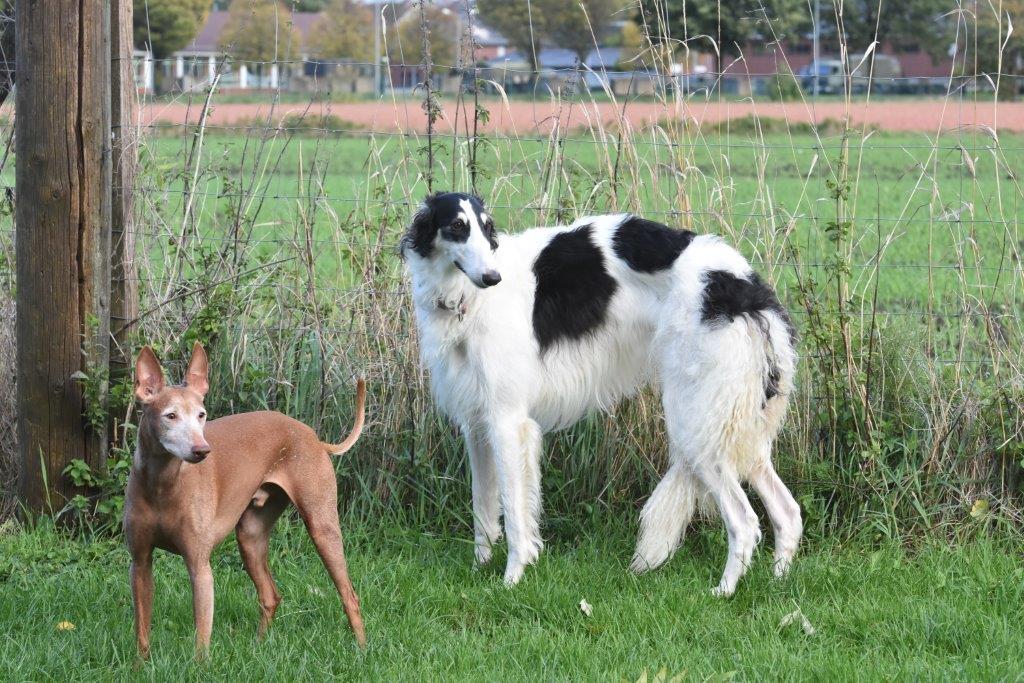 Sizilianischer Podenco