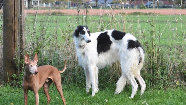 Sizilianischer Podenco