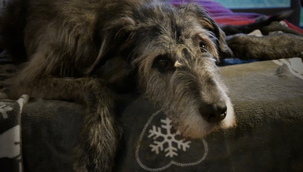 Patenwölfchen Faolan