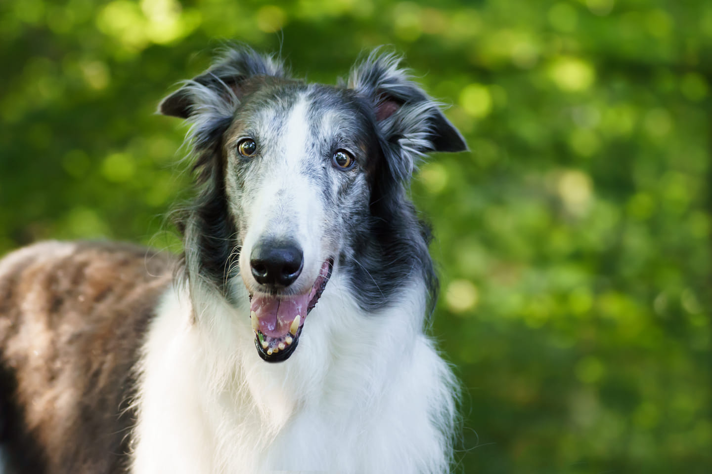 Unser Zirkusbarsoi Juri