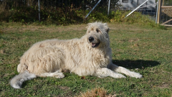 Patenwölfchen Jeanny