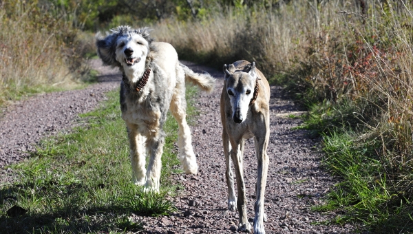 Paten-Afghane Mechthild