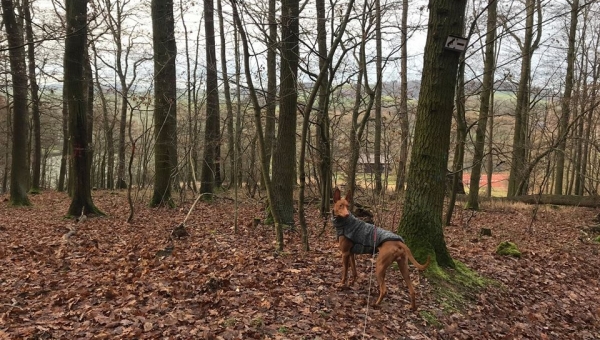 Ginger im neuen Zuhause