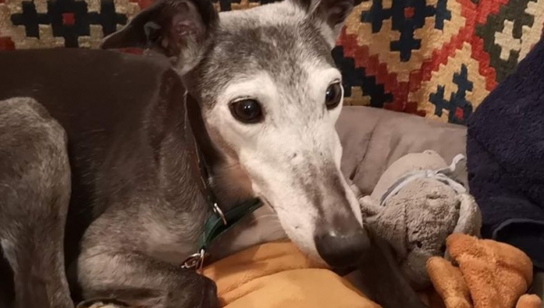 Herzlichen Glückwunsch liebe Trudi