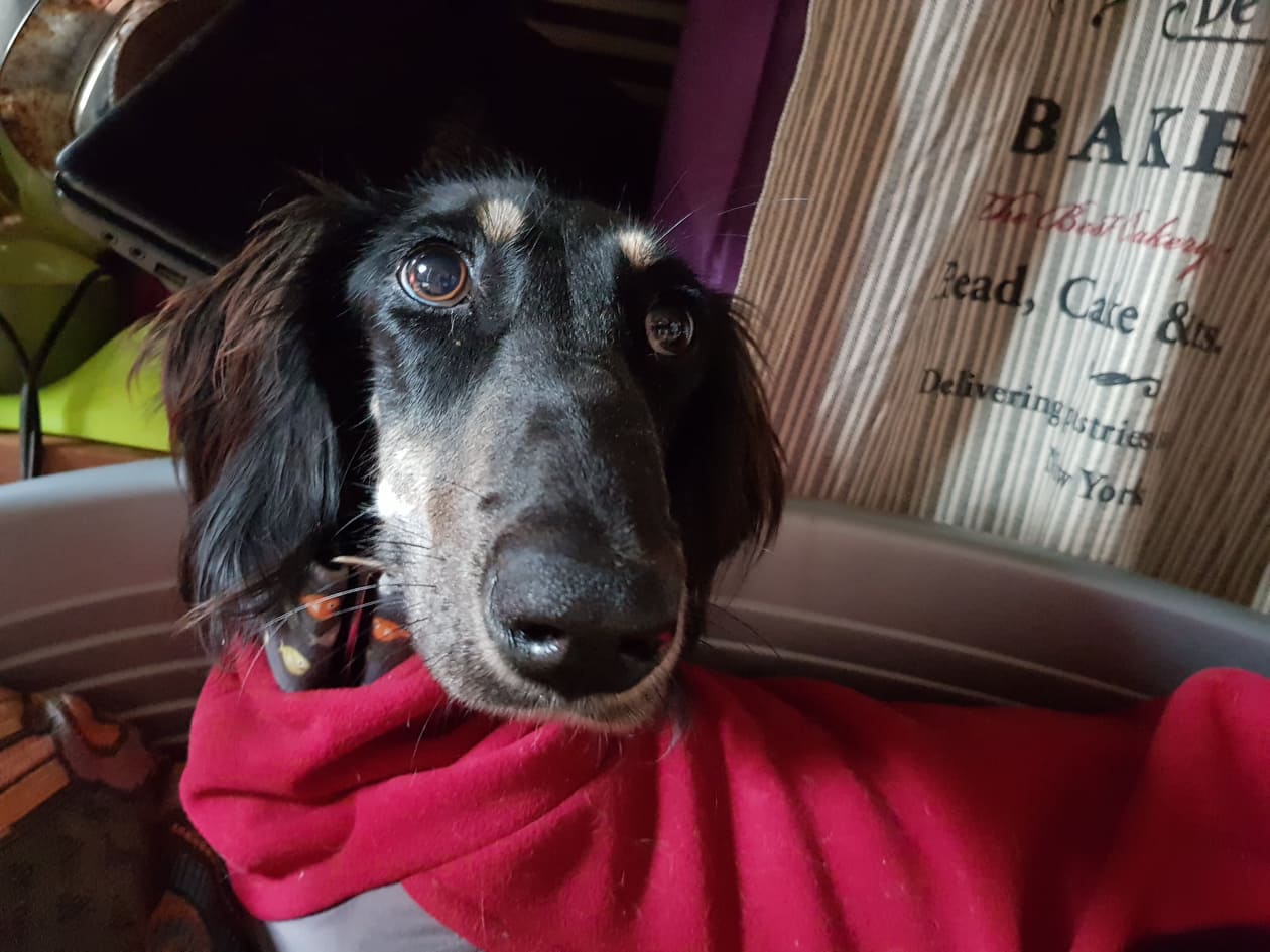 Jerry hat ein neues Zuhause