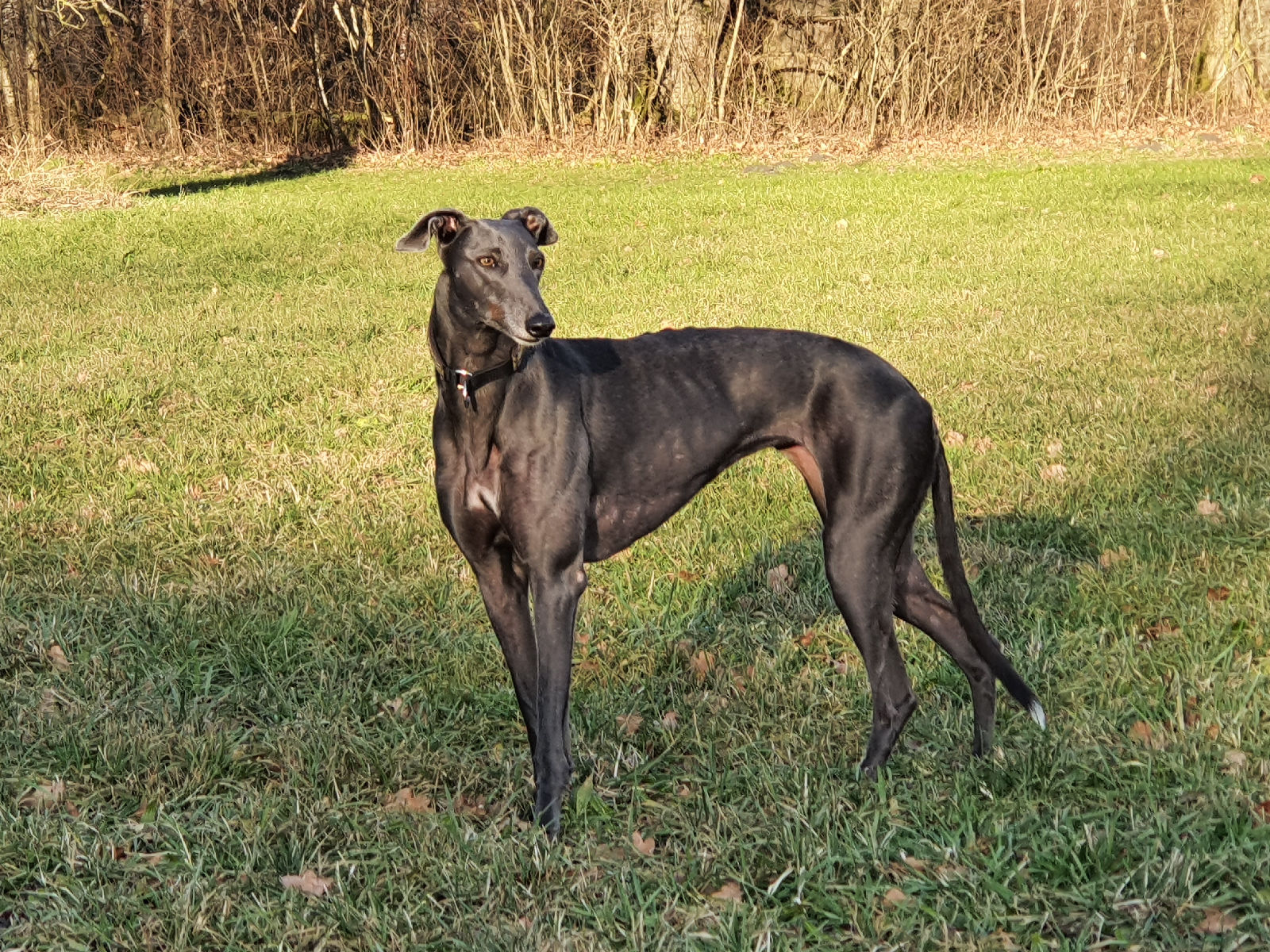 Greyhound-Hündin: HOLLY