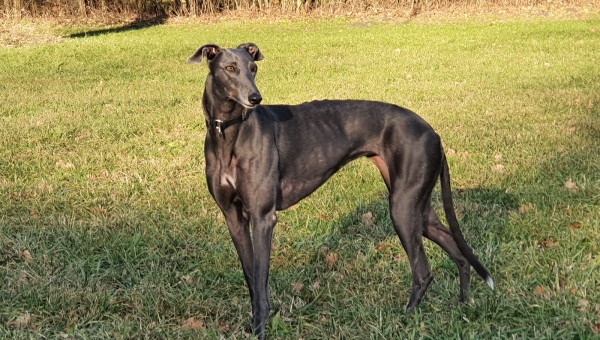 Greyhound-Hündin: HOLLY