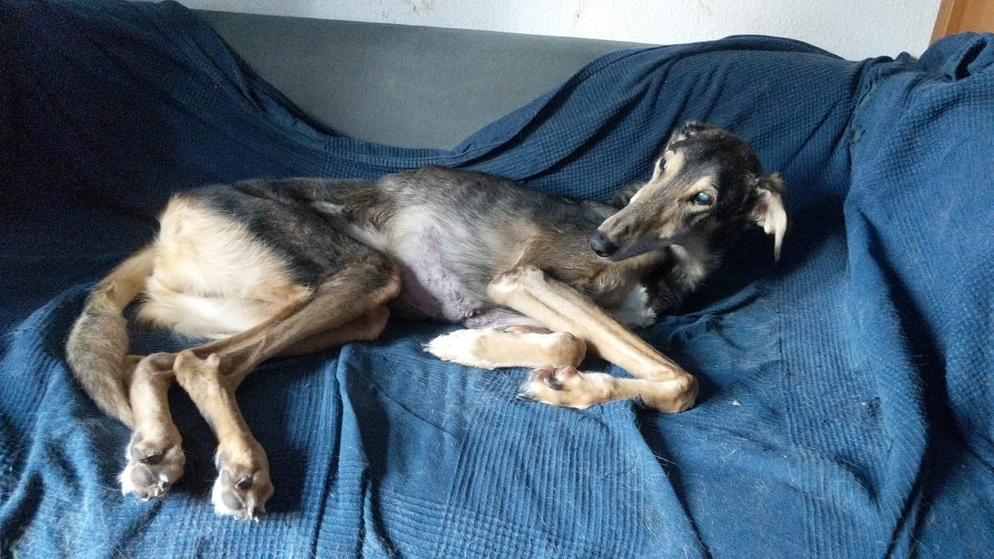 Herzlichen Glückwunsch Gaston!