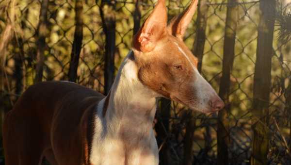 Auch mit Katzen kann die Süße