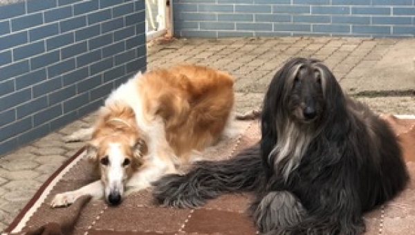 Die schöne Amy ist tot