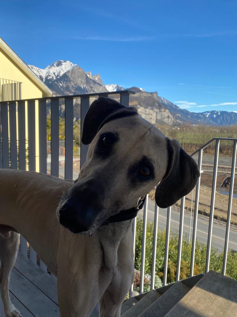 Carlos im Sloughi-Paradies