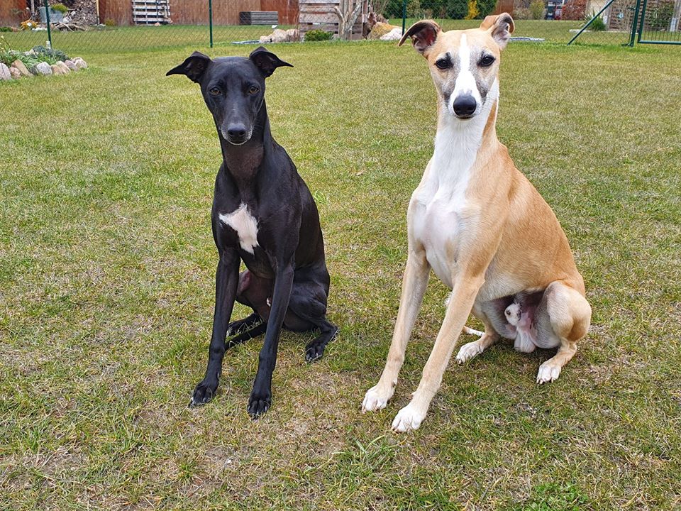 Kalle hat einen neuen Freund